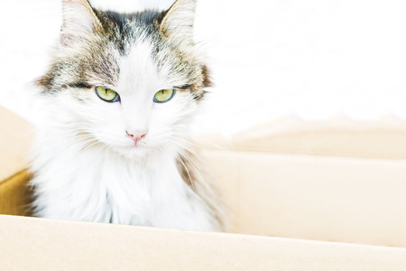 Amazing cat sitting in the carton box with copy space for text. White cat with grey specks and green eyesの写真素材