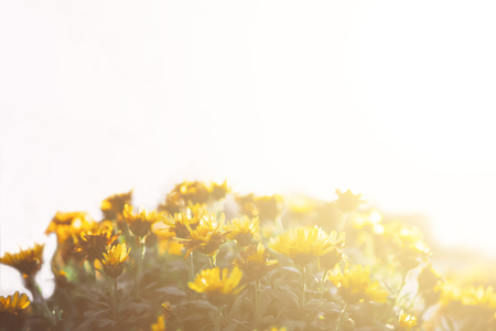 Group of chrysanthemum flowers with sunset on backgroundの写真素材
