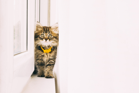 Gray kitten looking straight to camera with white striped spots and a yellow collar goes on a white window sill with copy space for textの写真素材