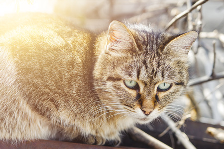 Domestic cat with green eyes sitting on a roof on sunny spring day with copy space for textの写真素材