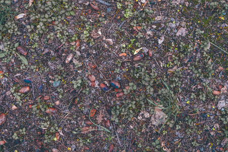 Ground covered in green spring grass and acorns.の写真素材