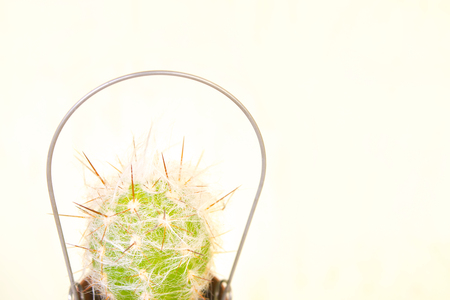 Green small cactus in a small bucket on a white background with copy space for text. Marsh cactus in a brown potの写真素材