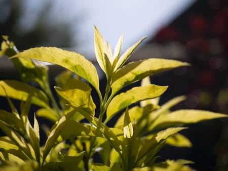 Forsythia variegated macro in the garden with blue sky backgroundの写真素材
