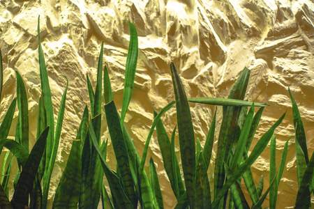 High green grass on a yellow background wall.の写真素材