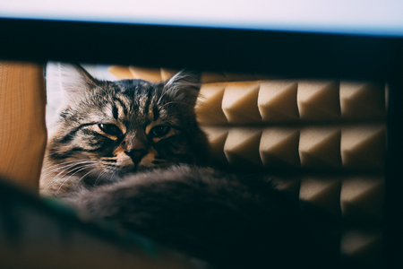 Cat lies on the table and looks suspiciously with sound panelsの写真素材
