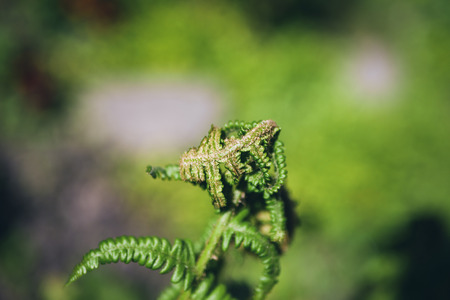 Fresh green leaves of a fern in the blurry backgroundの写真素材