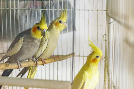 Yellow and black three parrots corella is sitting on a swing in the cageの写真素材
