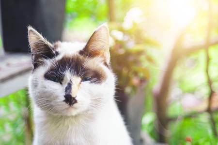 Blue Eyes Cat with White and Brown Coffee Cat Fur Colorの写真素材