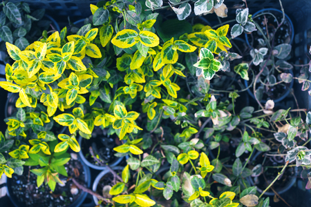 Berezkin planting in backyard in the gardenの写真素材