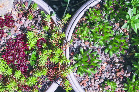 Stone rose, sedum planting in brown pot. Close up. Flat layの写真素材