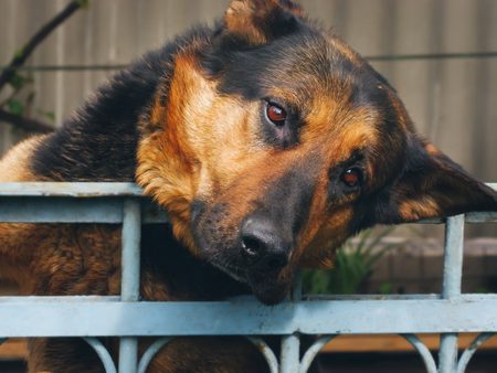 shepherd dog at the homeless animal shelterの写真素材