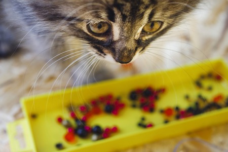 kitten with beautiful eyes , closeup cat on the blurry backgroundの写真素材