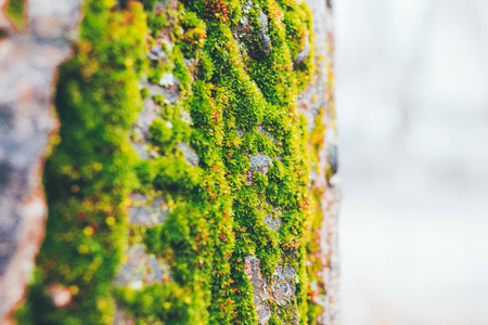 Beautiful green moss in the sunlight, closeup, macro. Moss grows on the tree.の写真素材