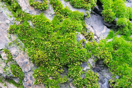 Pattern of lichen moss and fungus growing on a bark of a tree in forest. Different types of old trees growing in a wood.の写真素材