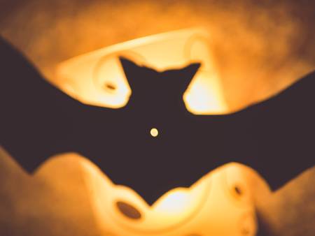 Bat flying in the shine of orange light. Scary night. Halloween day.の写真素材