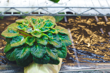 A houseplant in a greenhouse under the lampsの写真素材