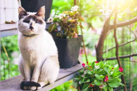 Blue Eyes Cat with White and Brown Coffee Cat Fur Colorの写真素材