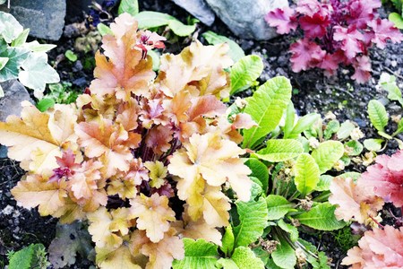 Heyhera planting in backyard. Awesome home gardenの写真素材