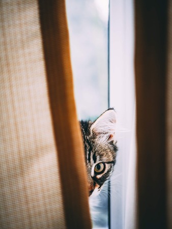 Cat sitting in the balcony, cat in blurry background. Valletta, Malta. Cat looking througth the...