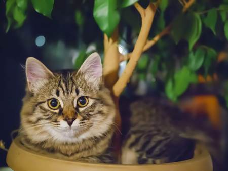Closeup portrait of cat sitting eating open mouth shocked facial expression funny, sunny day, green...