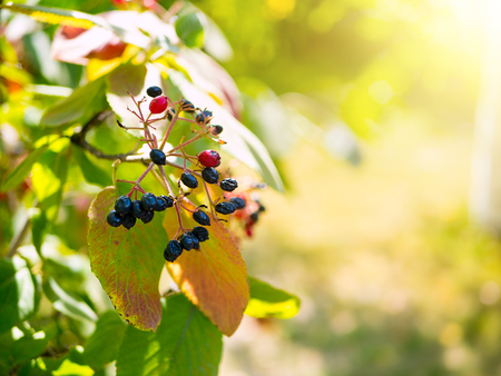 Overripe berries. Black currant on a branch in the garden on a sunny day close-up. Organic fruit....