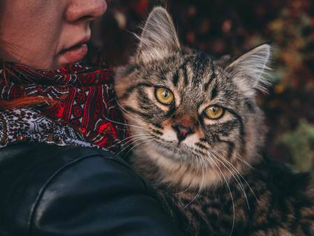 Beautiful woman in a leather jacket and scarf with a cat in her arms in a park in autumn walks.の写真素材