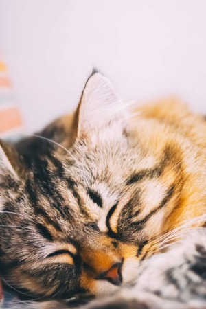 Cute little kitty is sleeping in soft blanket on bed. Summer dayの写真素材