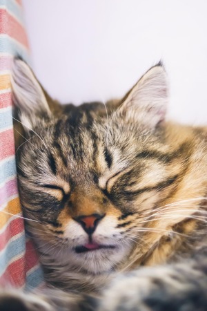 Cute little kitty is sleeping in soft blanket on bed. Sunny day.の写真素材