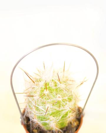 Green small cactus in a small bucket on a white background with copy space for text. Marsh cactus in a brown potの写真素材