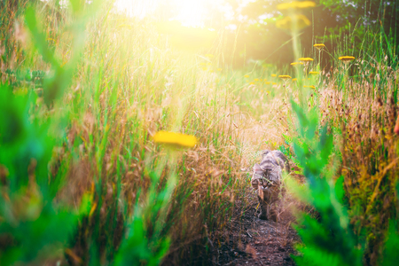 The grey cat in the flowers. cat hunts in the grass dandelions in the meadow yellow flowers.の写真素材