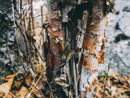 Finnish old-growth forest in the spring. Closeup of birch tree bark texture with peeling skinの写真素材