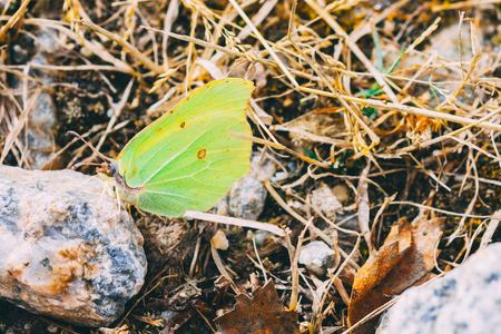 Butterfly sucks on minerals from rocks. Frozen ground with frozen leaves ,stones, sticks and straw.の写真素材