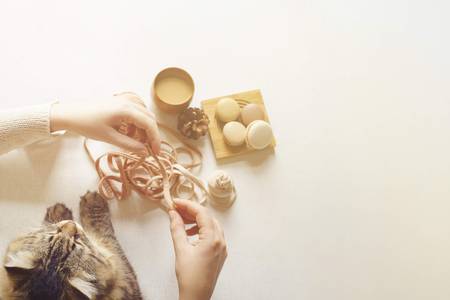 View of the table above where cat and woman drink coffee and unravel a tangle, eat macarons and knits yarn. Sunny day. Flat lay with copy space for text.の写真素材