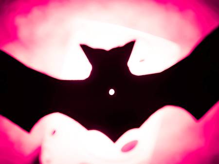 Silhouette of a black bat flying under a pink light. Scary night. Halloween october. Silhouette. Selective focusの写真素材