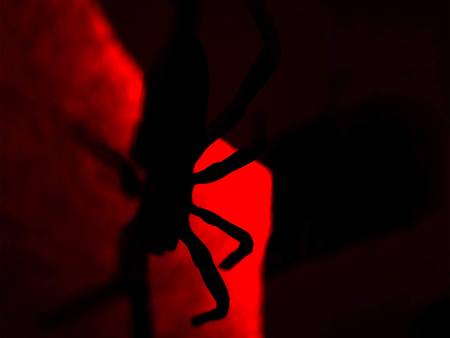 Halloween background. Closeup spider on spiderweb and beautiful red background. Scary night. Silhouette. Selective focusの写真素材