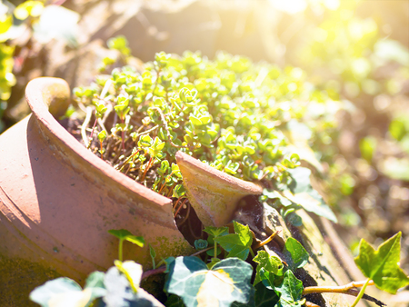 Plant sedum in a broken pot on the ground. An old broken terracotta pot has been used as a decoration in a planting.の写真素材