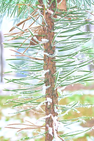 Coniferous branches covered with hoarfrost. Winter background.の写真素材