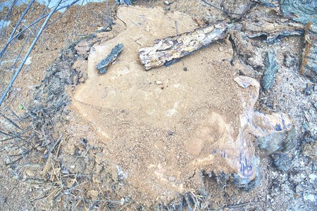 Top view of tree stump. Snow, forest, background, top view, a rotten stump.の写真素材
