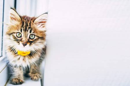 Fluffy gray kitty walks on the balcony. Summer day. Copy space for text.の写真素材