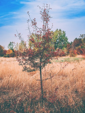 A lonely tree in the middle of field. Small lonely tree in the middle of a meadow in the mist.の写真素材
