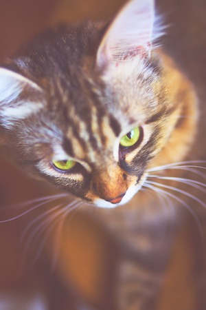 Portrait of striped cat. Young gray domestic striped cat with green eyes.の写真素材