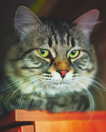 Portrait of striped cat on the shelf.  Young gray domestic striped cat with green eyesの写真素材