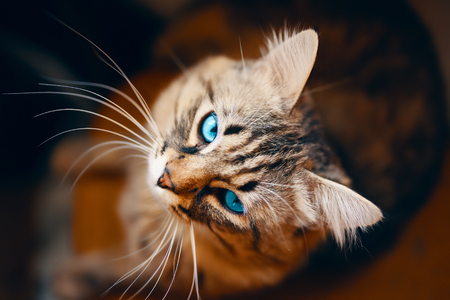 Portrait of striped cat. Grey cat with blue eyes animal striped cute sweet is looking up right to the camera.の写真素材