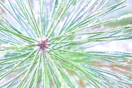 Coniferous branches covered with hoarfrost. Close-up of branches of evergreen trees covered with delicate fresh snow on a winter day.の写真素材