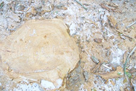 Top view of tree stump. Cut a lot of tree. Cross section of tree trunk. Used for garden drop of, interior. Yellow sawdust texture finely. Wooden background. Eco conceptの写真素材