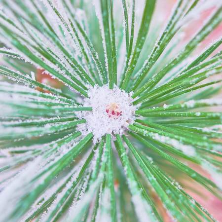 Coniferous branches covered with hoarfrost. Close-up of branches of evergreen trees covered with delicate fresh snow on a winter day.の写真素材
