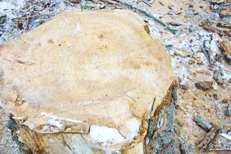 Top view of tree stump. Old stump covered in snow in winter forest, Park, top viewの写真素材