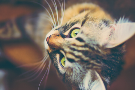 Portrait of striped cat. Grey cat animal striped cute sweet.の写真素材