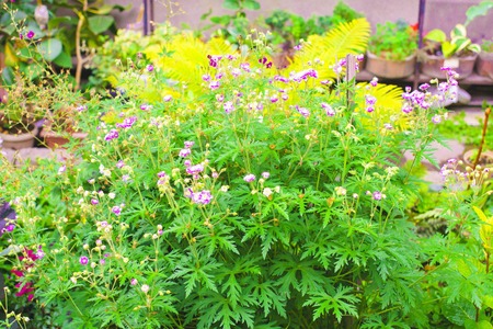 Pink Geraniums flowers in nature. Wild geranium in natural setting. Also known as maculatum, spotted, or wood geranium, it is a perennial plant native to woodlandの写真素材