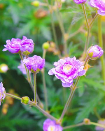 Pink Geraniums flowers in nature. Geranium pratense, the meadow cranes bill or meadow geranium flower.の写真素材
